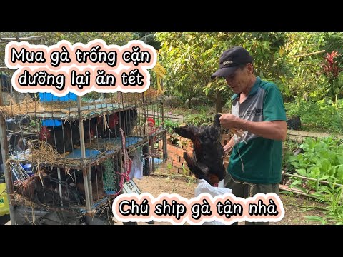 Nay Dung Mua Gà Để Dành Được Giá Rẻ Lại Ship Tận Nhà - Em Gái Quê