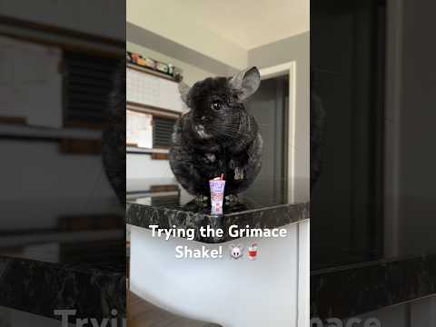 Please help, I have no idea what’s going on #grimaceshake #chinchilla #shorts