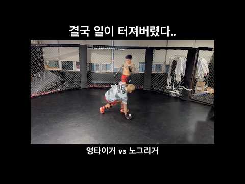 영타이거 다운?!