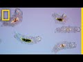 Extremophiles and Their Adaptations
