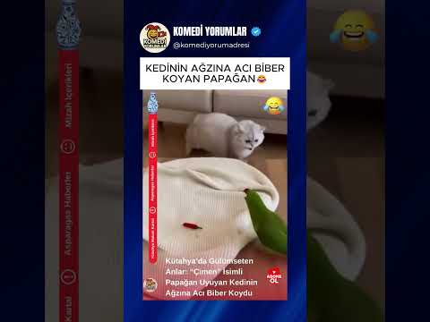 KEDİNİN AĞZINA ACI BİBER KOYAN PAPAĞAN 😂 #shorts #komikyorumlar