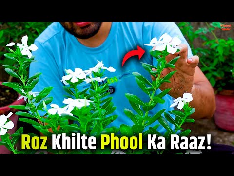 July Mein Sadabahar Ko Healthy Rakhne Ke 7 Asaan Tips!
