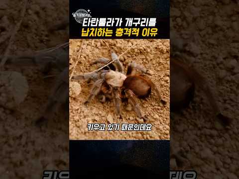 타란툴라가 개구리를 납치하는 충격적 이유