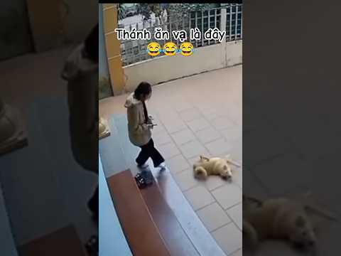 thánh ăn vạ đây mà #cuncung #dog