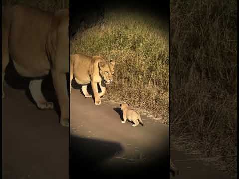 Baby Lion Cute 12