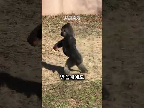 이정도면 사람 아니냐고요ㅋㅋㅋ#shorts
