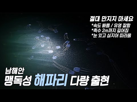 바다에서 이 해파리를 발견한다면 천천히 도망치세요