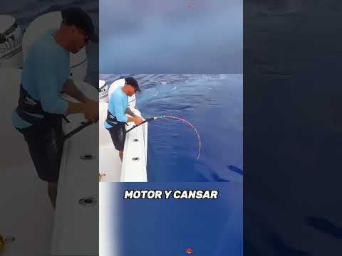 Netting big! Sea angler stocks up on bait and hooks a 65-pound giant#Friendship#us #fishingvacation