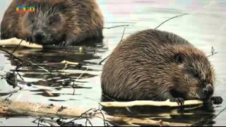 S Jakubem v Přírodě 5 (Mnik jednovousí