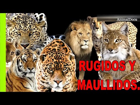 ASÍ SUENA EL RUGIDO DE LOS GRANDES FELINOS