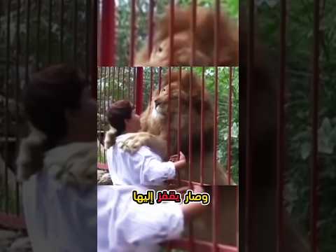 أنقذت حياة الأسد، فكان هذا رد فعله🥹#shorts #animals #حيوانات#shortvideo #ytshort#قصص#stories #short
