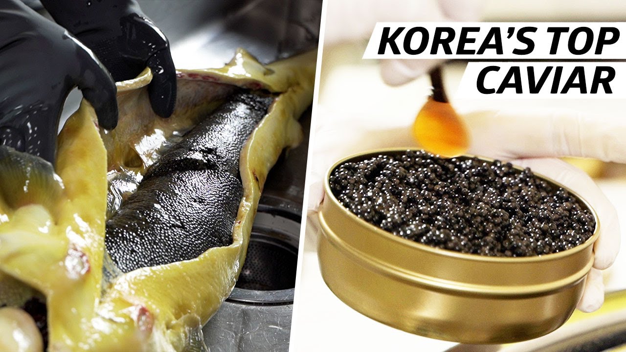 How a Korean Sturgeon Farm Produces Some of the World s Best Caviar Vendors