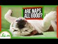 The Science of Napping