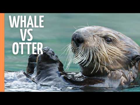 Mind-Blowing Facts: The Secret Lives of Marine Mammals Revealed | Full Documentary