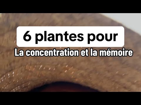 Les plantes et la mémoire