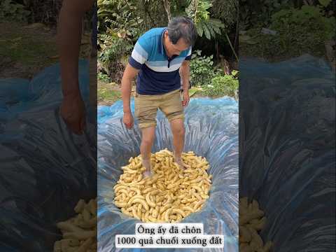 Ông ấy đã chôn 1000 quả chuối xuống dưới đất