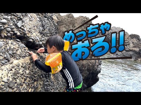 三重県遠征！海の生き物全部とってみたら大騒ぎ・・・