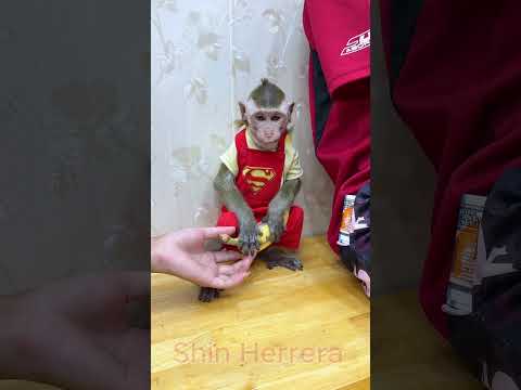 The Monkey and the Boss Deal | NANA the Smart Monkey #monkey #funny #shorts