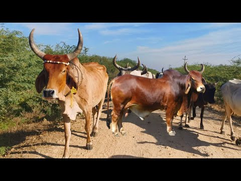 Best Cow Sound Effect