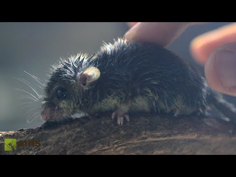 Uncovering an Incredible Colony of Microsquirrels