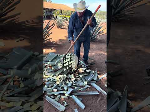 2nda parte porque les gusto mucho 🤩