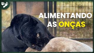 ALIMENTANDO AS ONÇAS, MELHORIAS NOS CARROS E MAIS! | TIAGO JÁCOMO