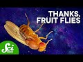 Fruit Fly Experiments and Discoveries