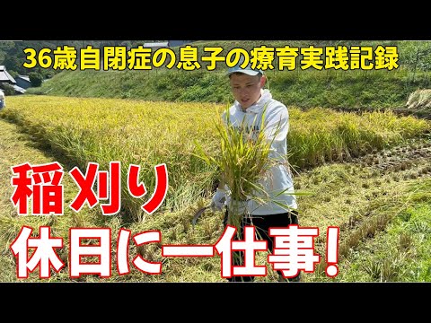 【自閉症】休日の一仕事！ただただひたすら稲刈りをしている動画です