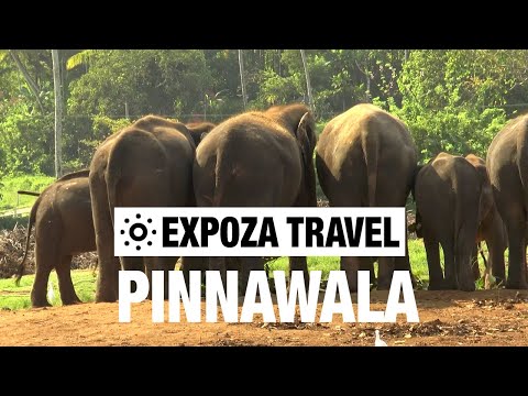 Pinnawala (Sri Lanka) Vacation Travel Video Guide