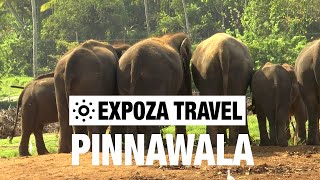 Pinnawala (Sri Lanka) Vacation Travel Video Guide