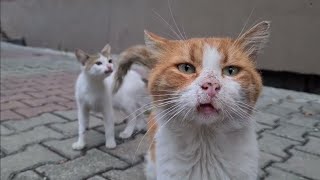 In this video, it's like all the sweet cats are gathered together.