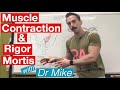 Exploring Rigor Mortis and Muscle Contraction