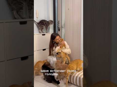 После дня суеты и дел, возвращаюсь в свое кошачье царство🐾😍❤️