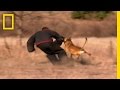 Understanding Dog Physiology and Attack Styles
