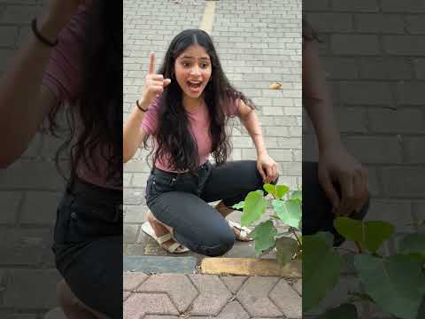 Dhaniya kadipatta #shorts