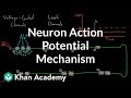 Exploring Neuron Action Potential Mechanisms