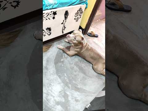 dog save his mother smartly 🫶❤️#animallife #pitbull #like #subscribe #support