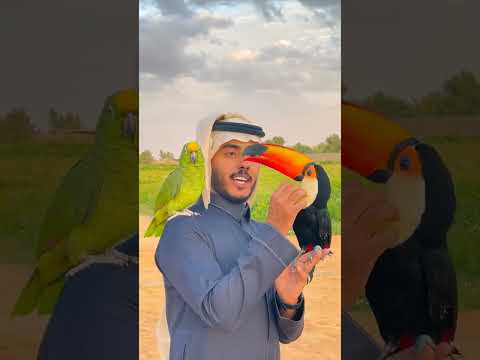 طائر الطوقان وببغاء امزون 🦜