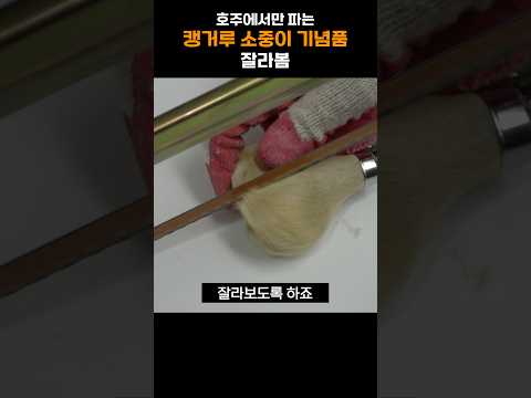 호주에서 파는 캥거루 기념품 잘라보았다