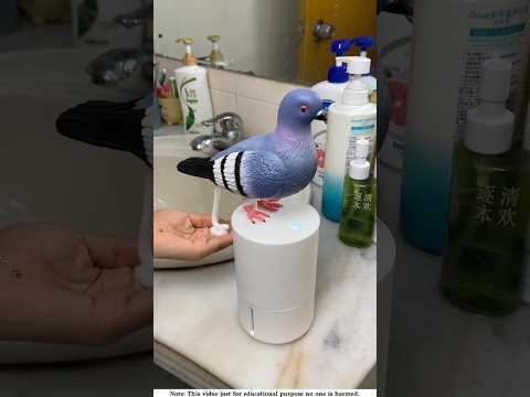 The cream inside my ismart pigeon।🕊️#shortvideo #amazingfacts