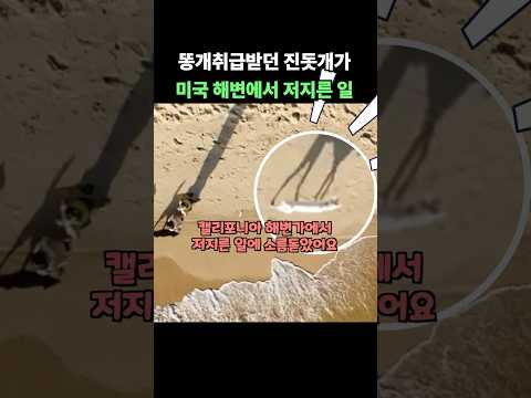 미국에서 똥개라고 놀림받던 진돗개가 캘리포니아 해변가에서 저지른 일에 소름돋은 이유