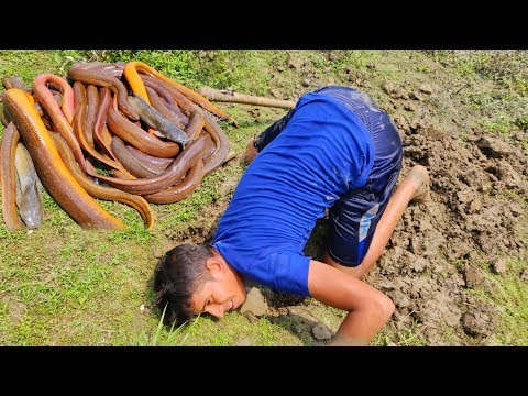 Best Eel Fishing | Boy Hunting Eel Fish From Very Deep Fish Hole By Hand