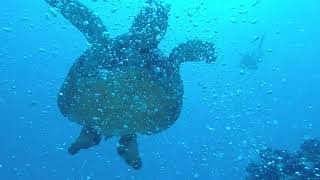 Horseshoe Reef 7May2021