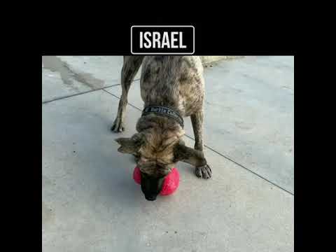 click to play the video