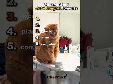Top 5 Cats💀 #cats #cat #funnyanimals #animals #funnypets #catcore #catsofinstagram #fyp #pets #cute