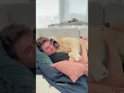 This Golden’s Heart is 100% Yours 🐶💕#dog #dogs #dogsoftiktok #doglover #love #foryou #fyp