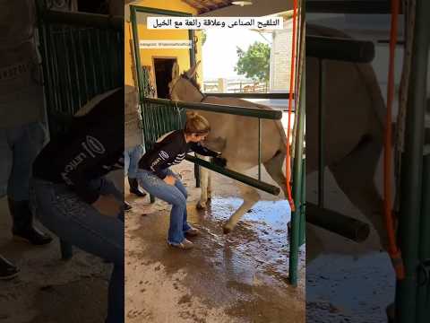 Artificial insemination and a wonderful relationship with horses #٦٠شو_مع_الدكتور_حاتم_ستين