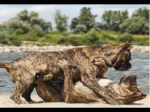 conheça o  cachorro dogue canario