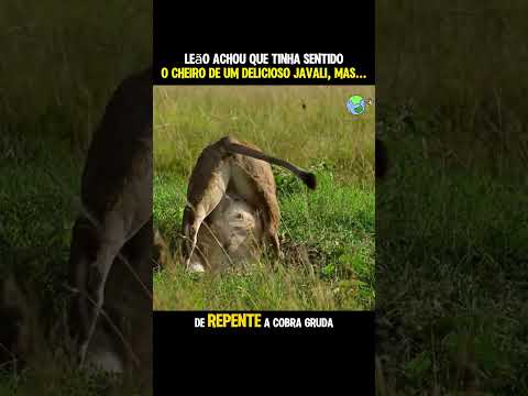 Leão sente cheiro de delicioso Javali #animais #curiosidades #humor #leão #javali #africa #shorts