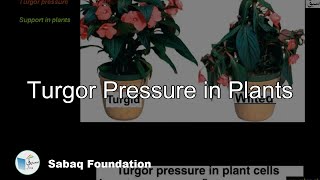 Turgor Pressure in Plants